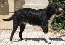 BENNY, Hund, Mischlingshund in Zypern - Bild 7