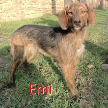 EMI, Hund, Mischlingshund in Bulgarien - Bild 1