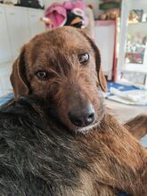 EMI, Hund, Mischlingshund in Bulgarien - Bild 2