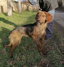 EMI, Hund, Mischlingshund in Bulgarien - Bild 4