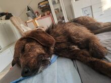 EMI, Hund, Mischlingshund in Bulgarien - Bild 5