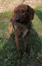 EMI, Hund, Mischlingshund in Bulgarien - Bild 7