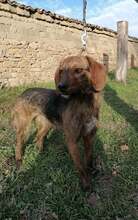 EMI, Hund, Mischlingshund in Bulgarien - Bild 8