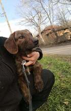 EMI, Hund, Mischlingshund in Bulgarien - Bild 9