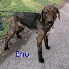 ENO, Hund, Mischlingshund in Bulgarien - Bild 1