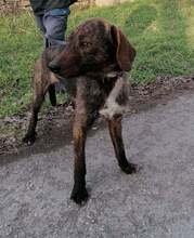 ENO, Hund, Mischlingshund in Bulgarien - Bild 2