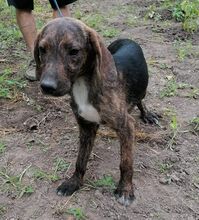 ENO, Hund, Mischlingshund in Bulgarien - Bild 6