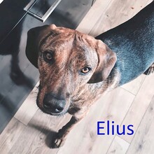 ELIUS, Hund, Mischlingshund in Türkenfeld - Bild 1