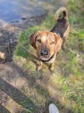 ELIUS, Hund, Mischlingshund in Türkenfeld - Bild 4