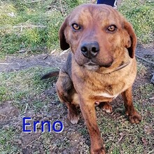 ERNO, Hund, Mischlingshund in Bulgarien - Bild 1