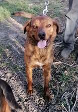 ERNO, Hund, Mischlingshund in Bulgarien - Bild 4