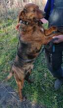 ERNO, Hund, Mischlingshund in Bulgarien - Bild 5