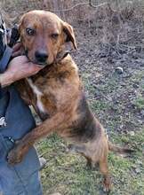 ERNO, Hund, Mischlingshund in Bulgarien - Bild 7