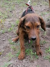 ERNO, Hund, Mischlingshund in Bulgarien - Bild 8