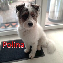 POLINA, Hund, Mischlingshund in Wilhelmshaven - Bild 1