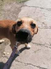 TRUDY, Hund, Mischlingshund in Ungarn - Bild 4