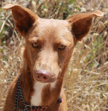 STEVE, Hund, Mischlingshund in Portugal - Bild 1