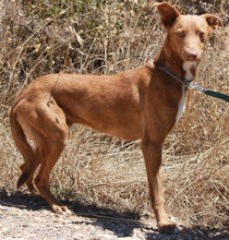 STEVE, Hund, Mischlingshund in Portugal - Bild 2