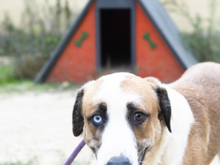 CHLOE, Hund, Mischlingshund in Spanien - Bild 10