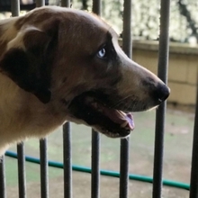 CHLOE, Hund, Mischlingshund in Spanien - Bild 14