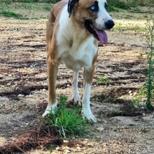 CHLOE, Hund, Mischlingshund in Spanien - Bild 15