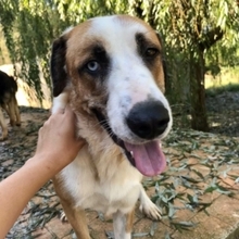 CHLOE, Hund, Mischlingshund in Spanien - Bild 16