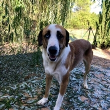 CHLOE, Hund, Mischlingshund in Spanien - Bild 17