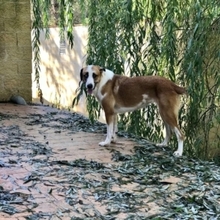 CHLOE, Hund, Mischlingshund in Spanien - Bild 19