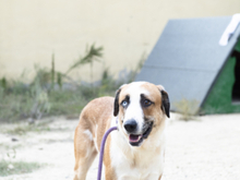 CHLOE, Hund, Mischlingshund in Spanien - Bild 2