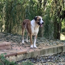 CHLOE, Hund, Mischlingshund in Spanien - Bild 22