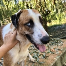 CHLOE, Hund, Mischlingshund in Spanien - Bild 24