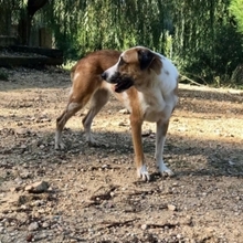 CHLOE, Hund, Mischlingshund in Spanien - Bild 26