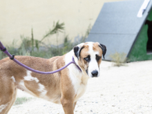 CHLOE, Hund, Mischlingshund in Spanien - Bild 3