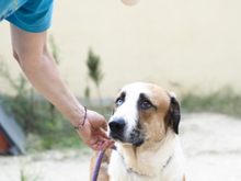 CHLOE, Hund, Mischlingshund in Spanien - Bild 7