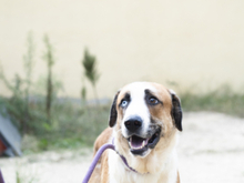 CHLOE, Hund, Mischlingshund in Spanien - Bild 8