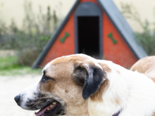 CHLOE, Hund, Mischlingshund in Spanien - Bild 9
