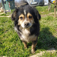 SOFOKLIS, Hund, Mischlingshund in Griechenland - Bild 3
