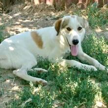 BALU, Hund, Mischlingshund in Griechenland - Bild 13