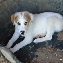 BALU, Hund, Mischlingshund in Griechenland - Bild 14