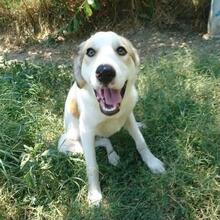BALU, Hund, Mischlingshund in Griechenland - Bild 16