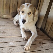 BALU, Hund, Mischlingshund in Griechenland - Bild 2
