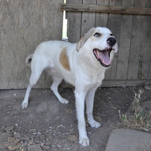 BALU, Hund, Mischlingshund in Griechenland - Bild 6