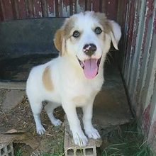 BALU, Hund, Mischlingshund in Griechenland - Bild 7