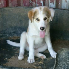 BALU, Hund, Mischlingshund in Griechenland - Bild 9