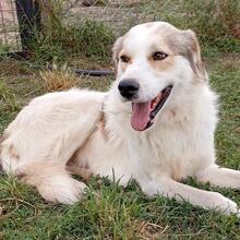 BALU, Hund, Mischlingshund in Rahden