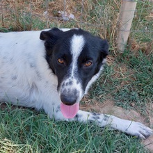 MILKA, Hund, Mischlingshund in Griechenland - Bild 3