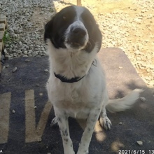 MILKA, Hund, Mischlingshund in Griechenland - Bild 6