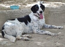 SHON, Hund, Mischlingshund in Griechenland - Bild 10