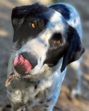 SHON, Hund, Mischlingshund in Griechenland - Bild 20