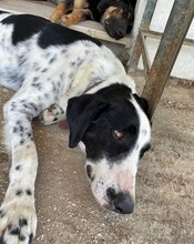 SHON, Hund, Mischlingshund in Griechenland - Bild 22